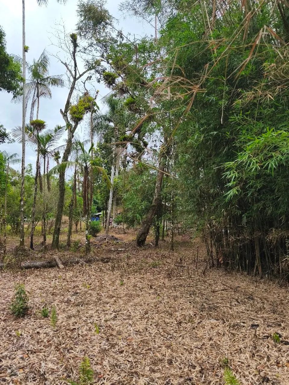 Chácara em Guaratuba  - Foto 2