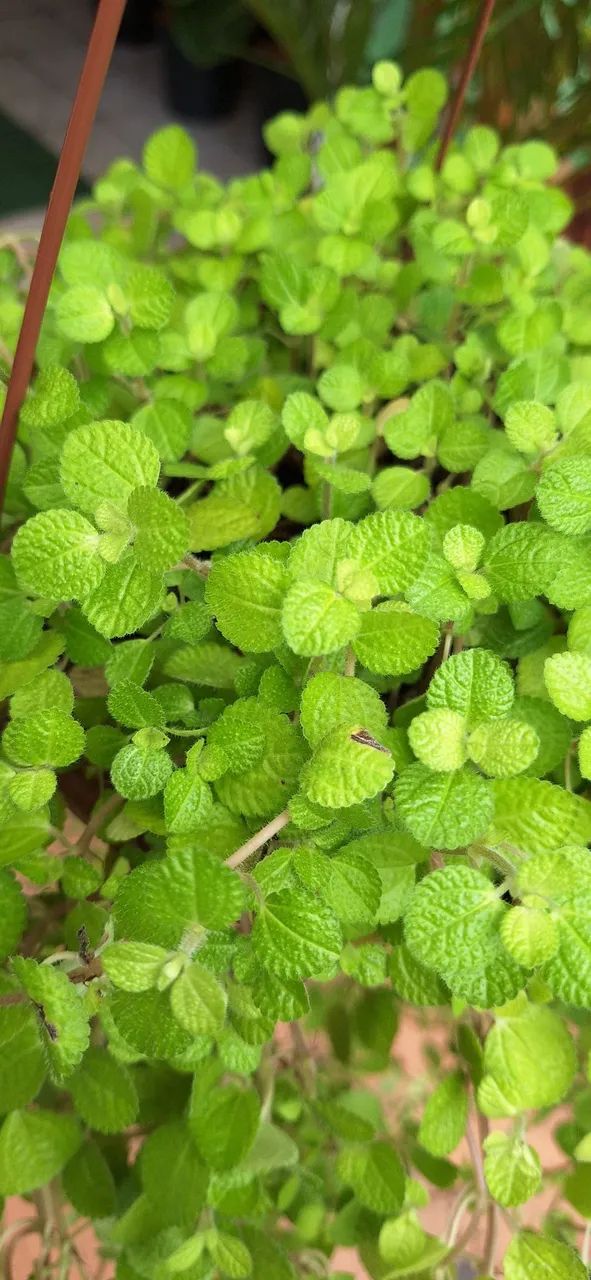 Planta dinheiro em penca - Foto 3