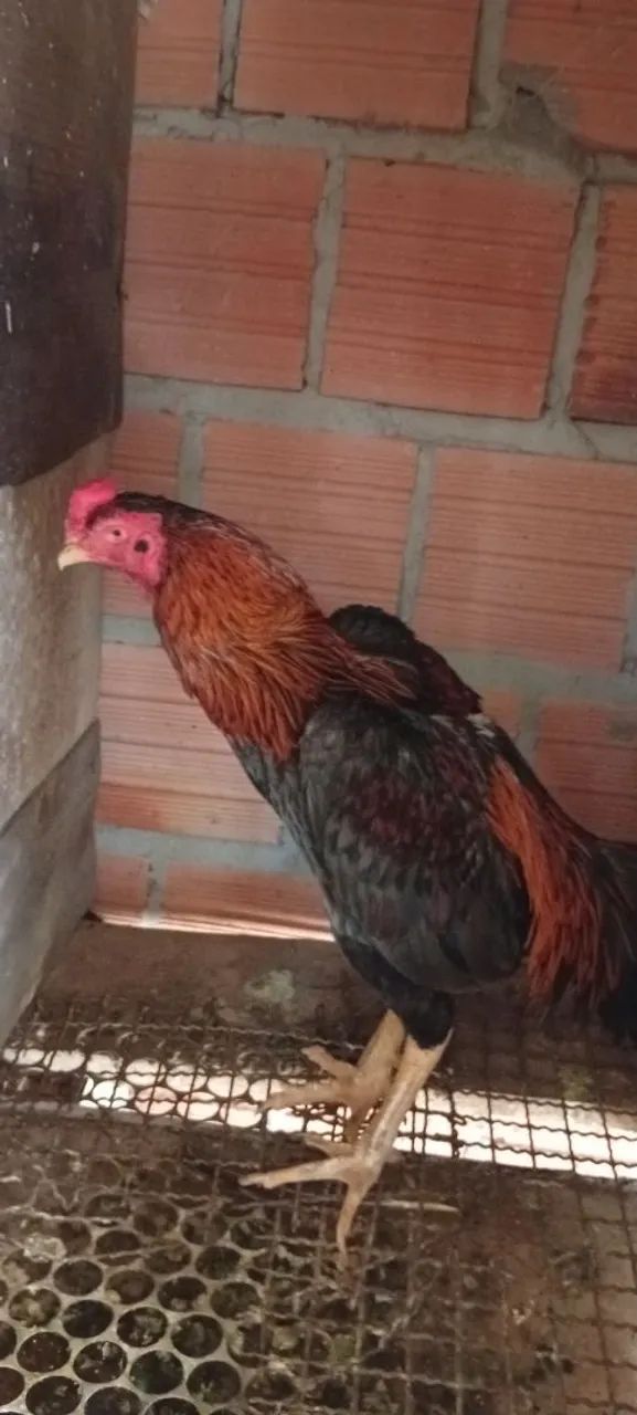 Galo - Foto 2
