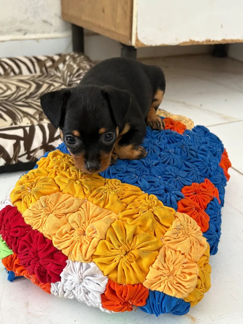 Cachorro macho pinshche - Foto 3