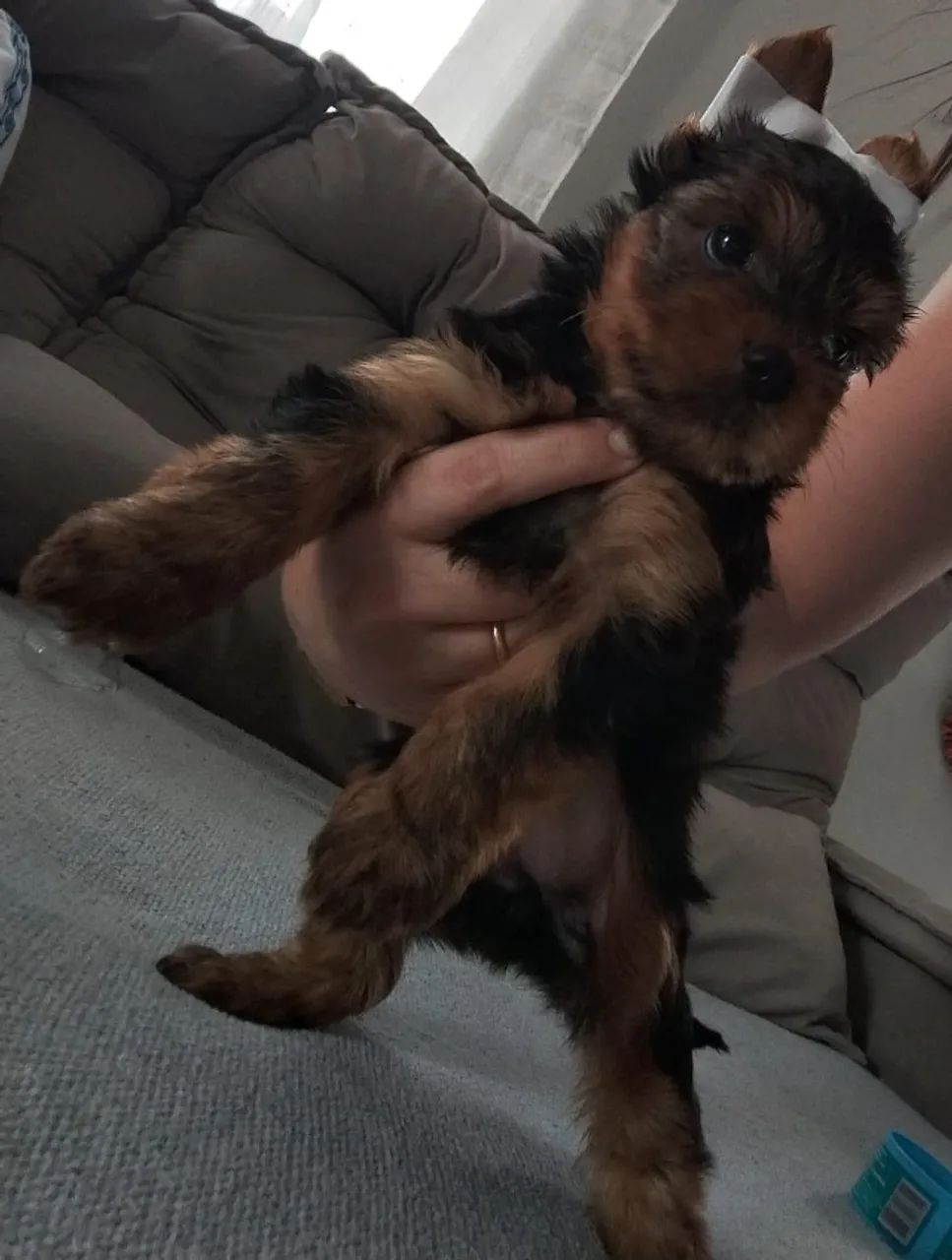 Pet love  - Foto 3