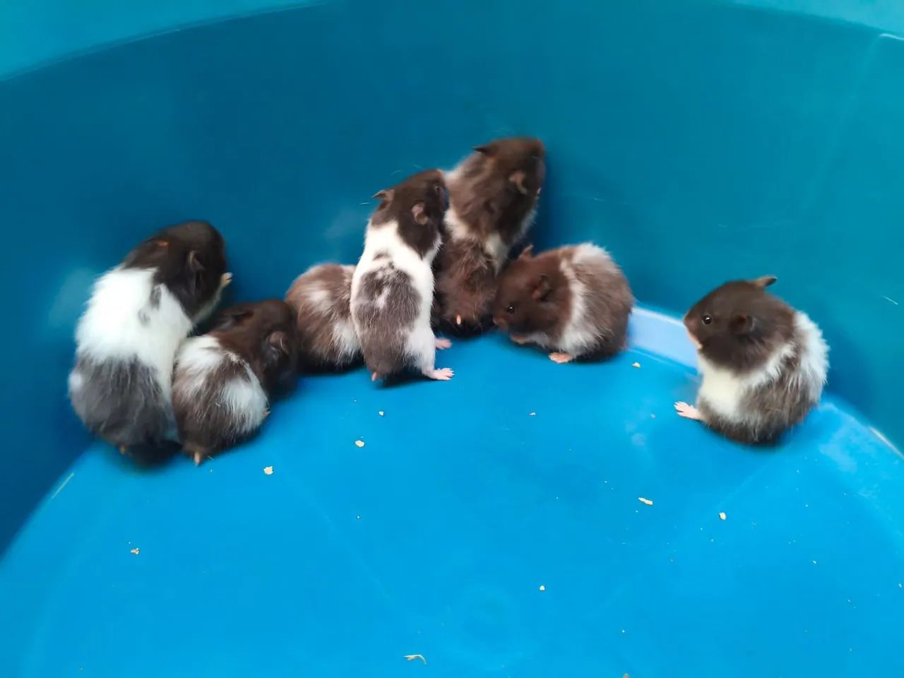 Hamster Sírio  - Foto 5