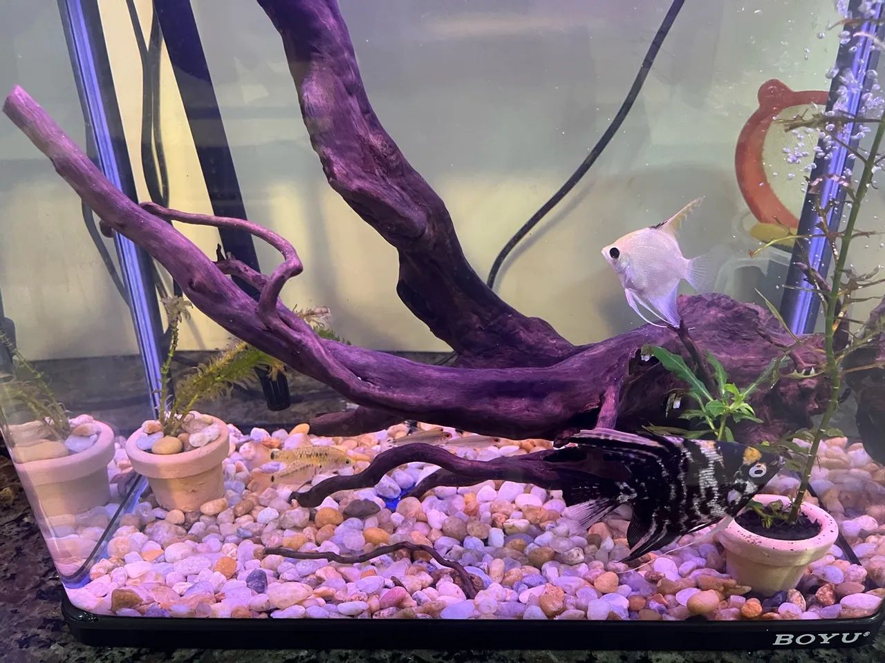 Vendo Aquário Boyu 66L com LED