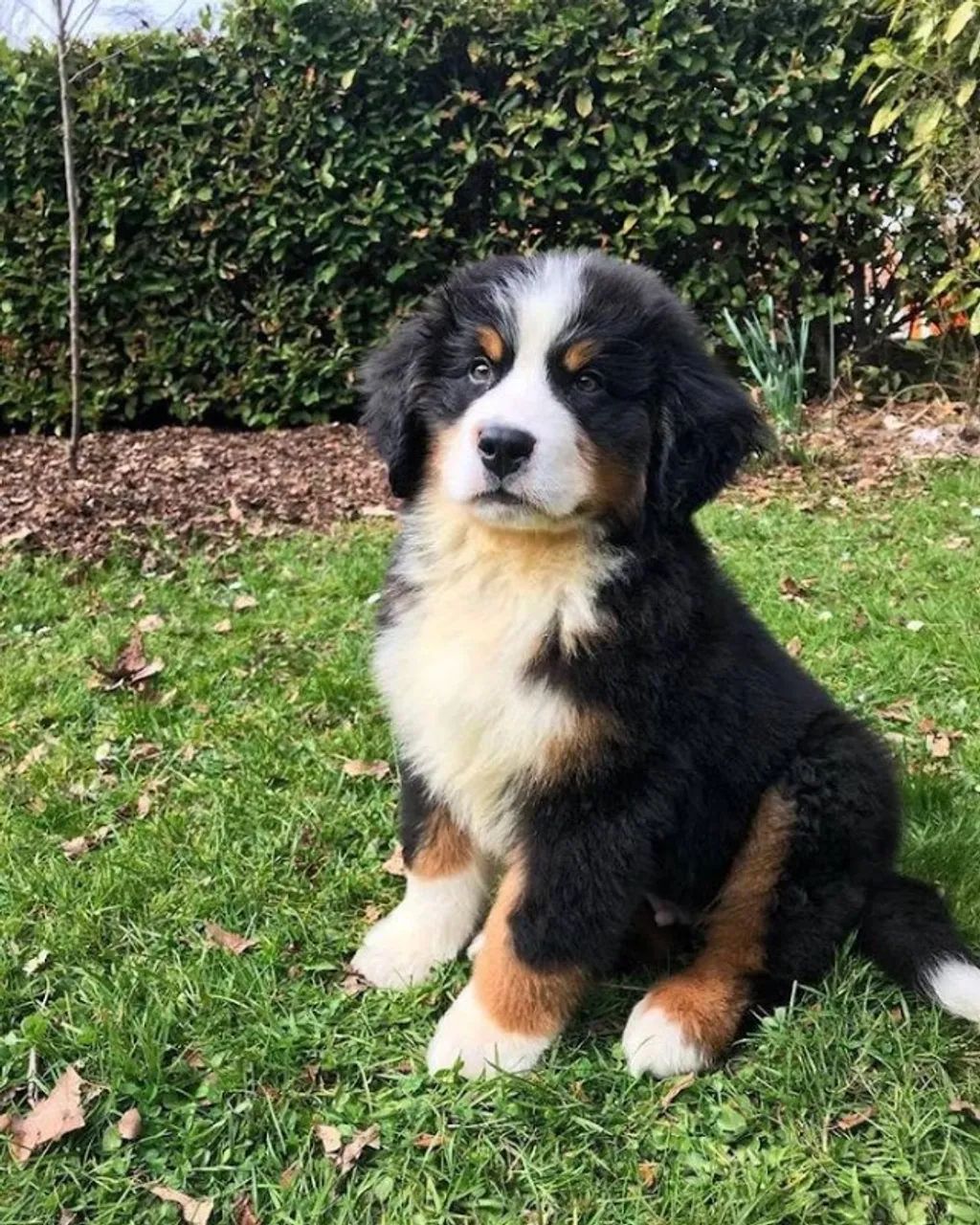 Filhote de cachorro bernese super dócil e temperamento equilibrado