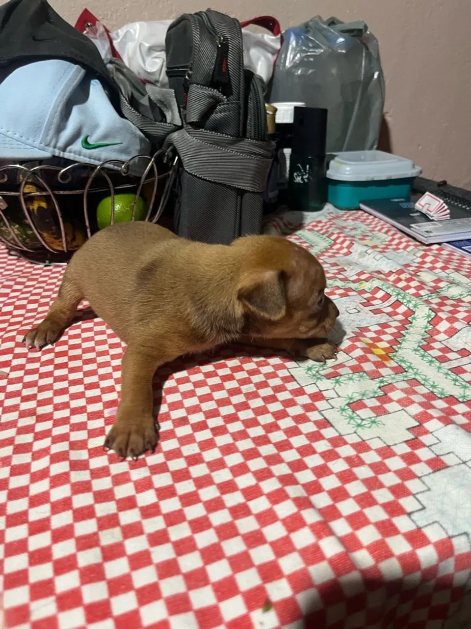 Pinscher marrom  - Foto 4