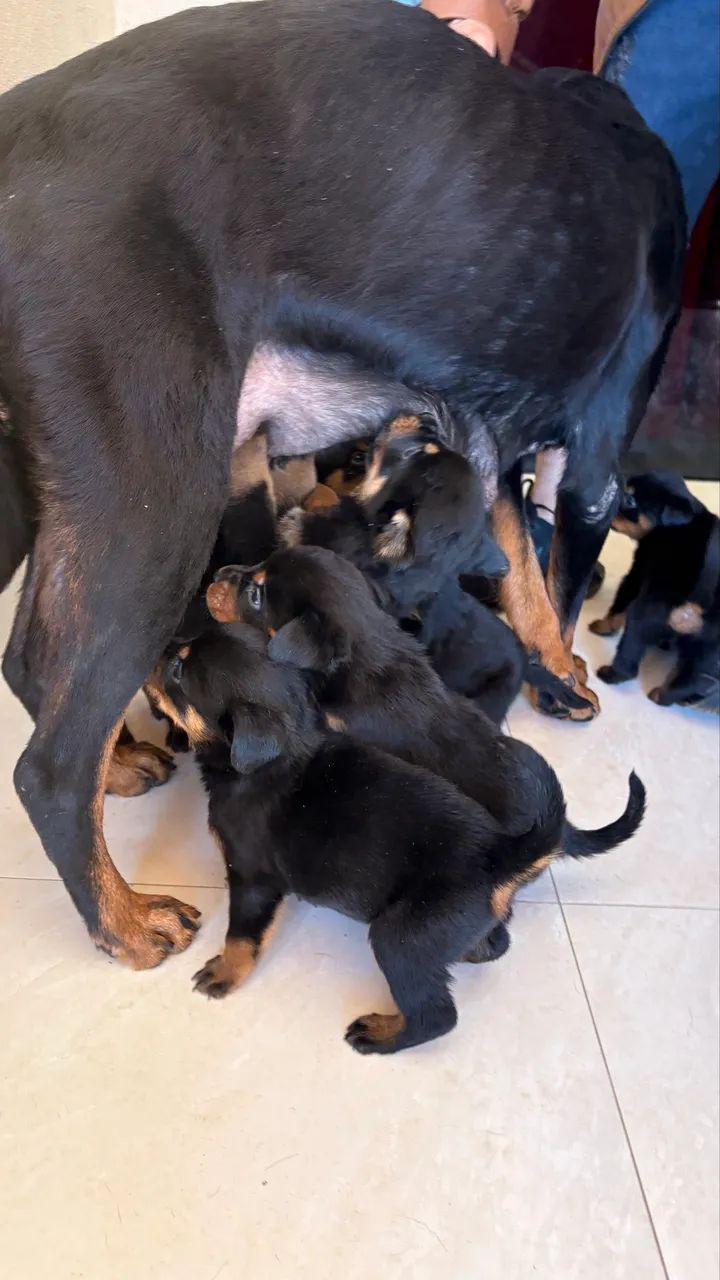 cachorro rottweiler  - Foto 4
