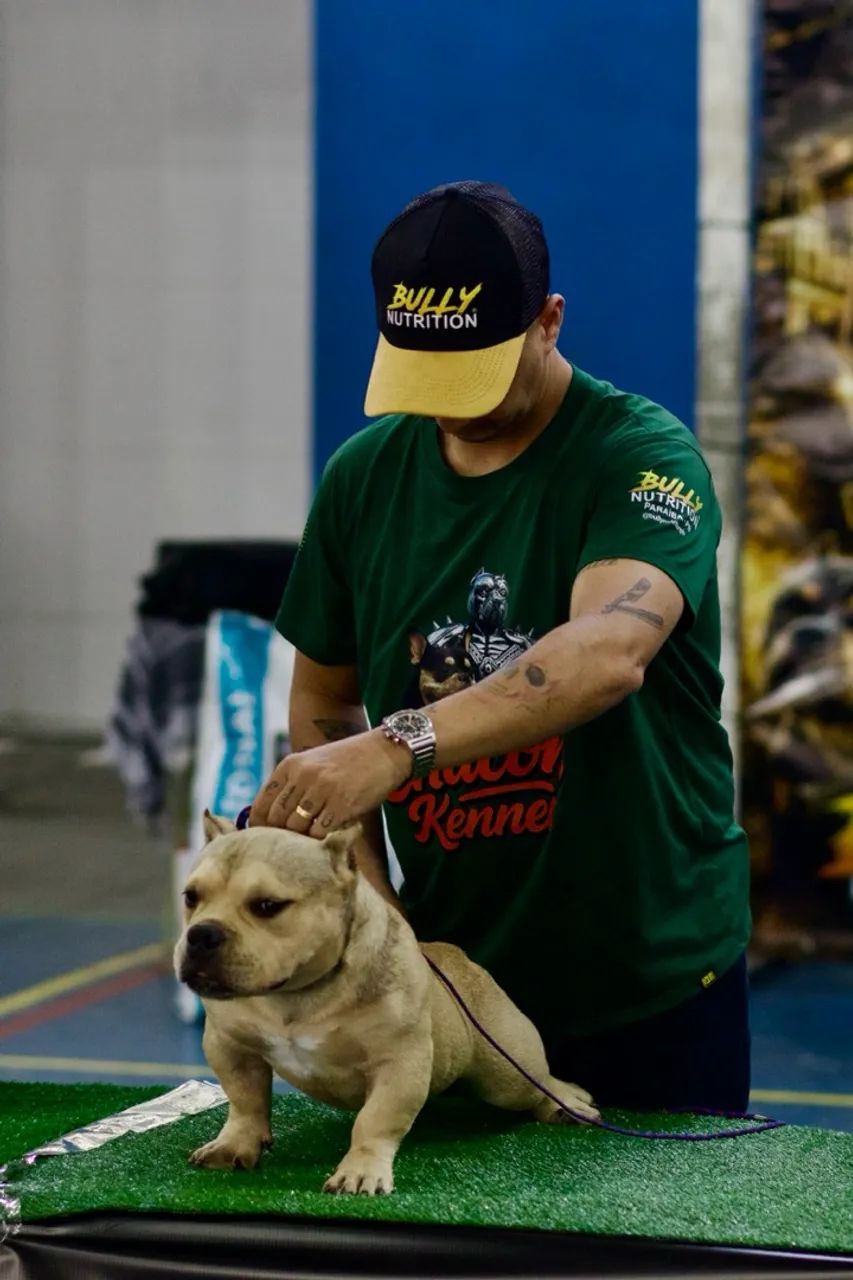 American Bully  - Foto 3