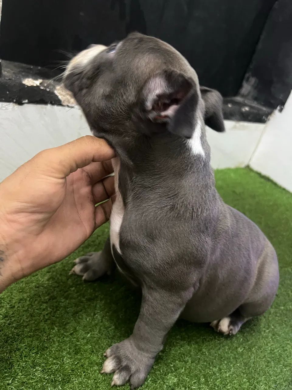 American Bully - Foto 3