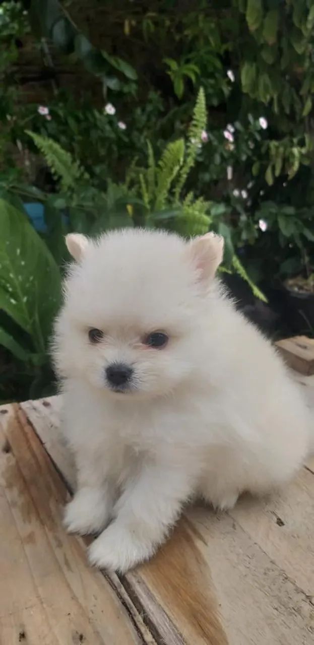 Lulu da Pomeranea anão 