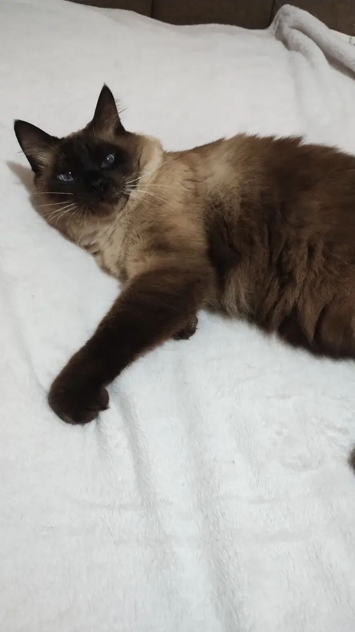 Cuidadora de pets  - Foto 2
