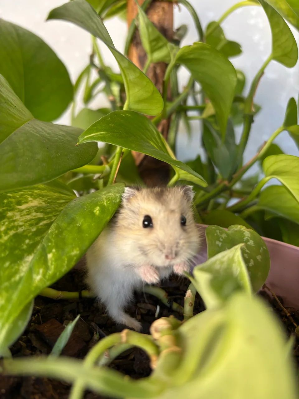 Hamster anão russo  - Foto 2