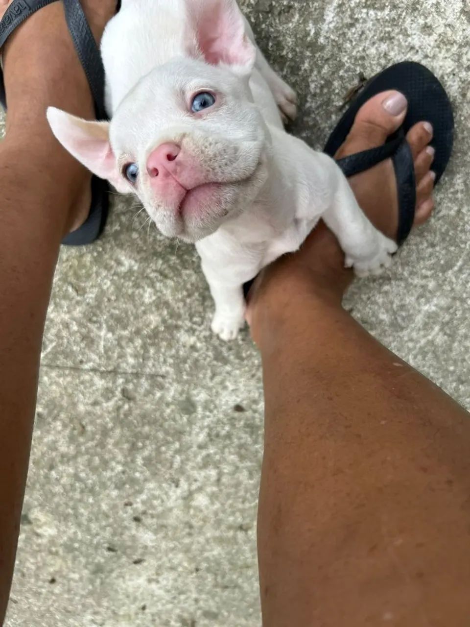 American Bully pocket - Foto 2