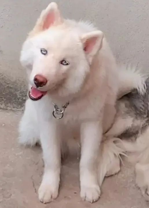 Husk Siberiano raro