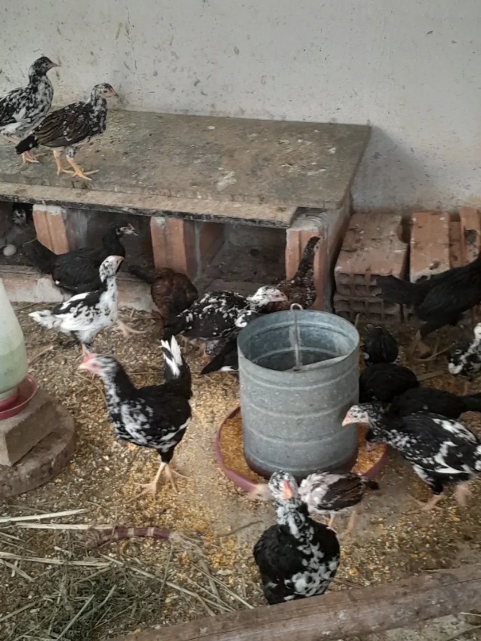 Franguinhos e franguinhas índio cipó - Foto 5