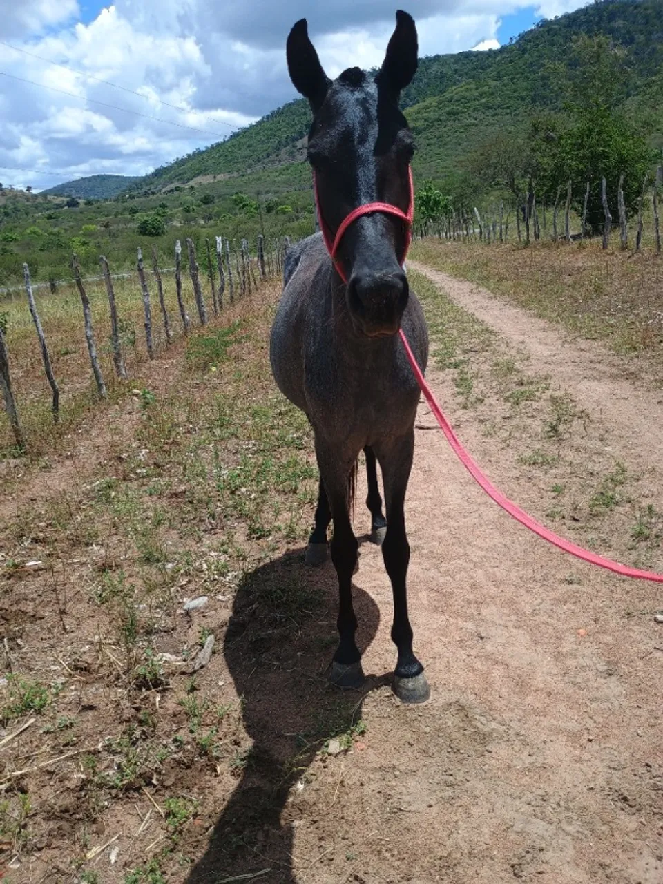 Cavalos - Subaúma, Entre Rios, Bahia