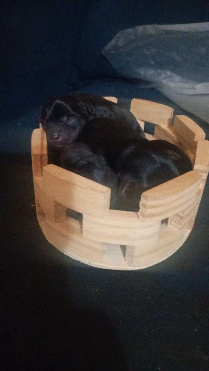 Estou vendendo esse pinscher  - Foto 2