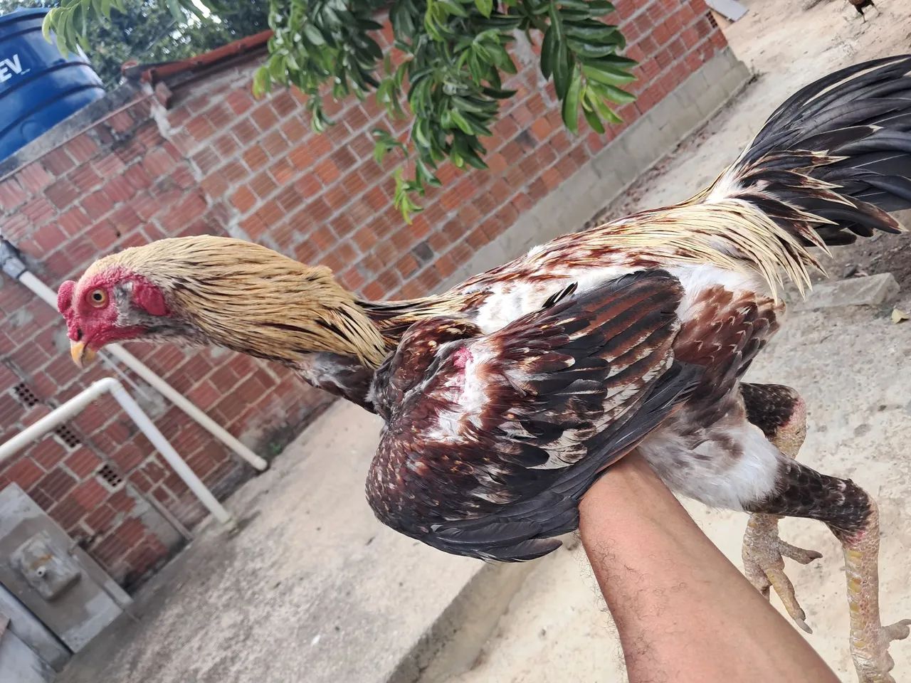 Frango Indio - Foto 2