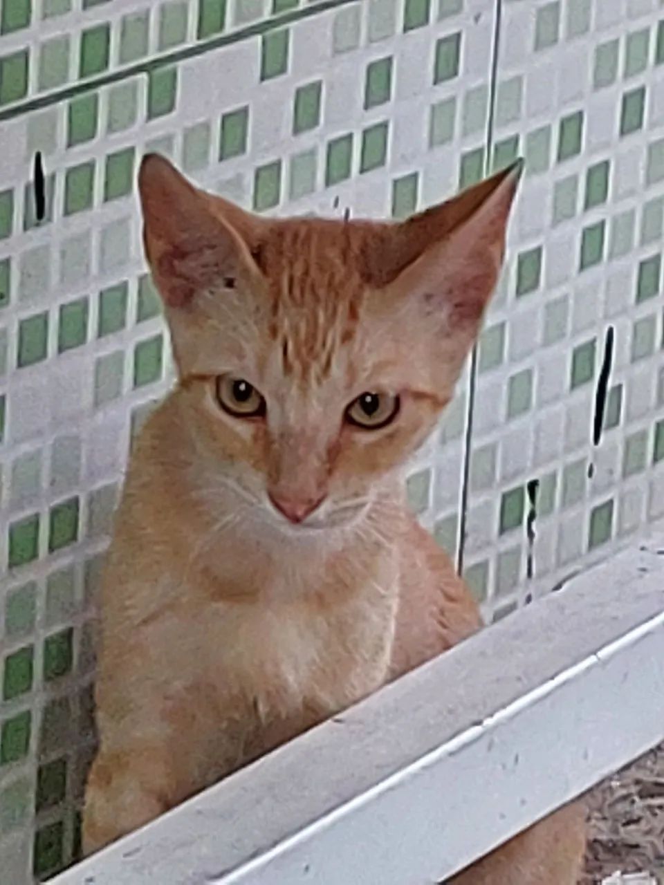 Amoroso gatinho amarelo dos olhos amarelos. - Foto 2