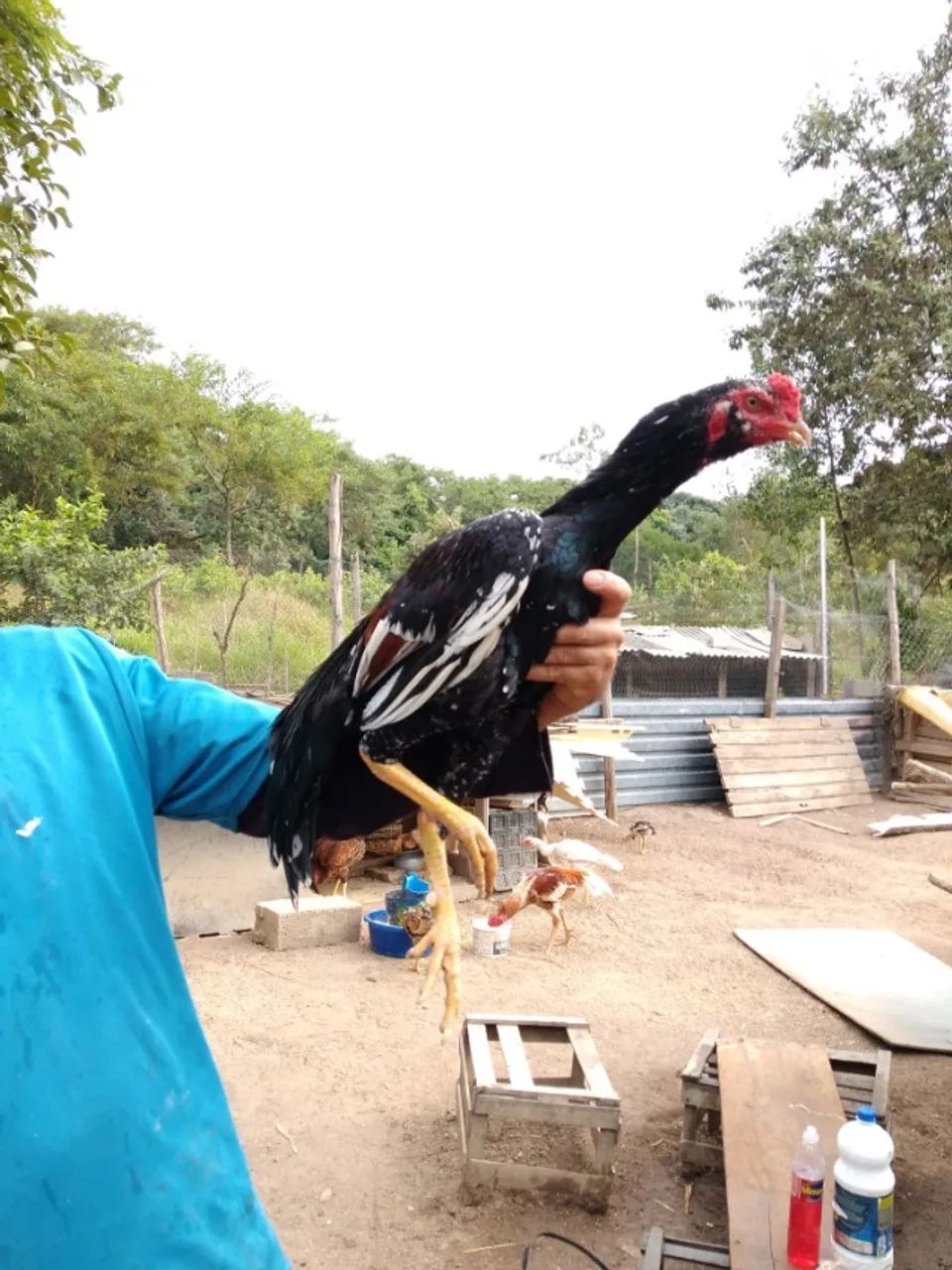 Galo Indio  - Foto 5