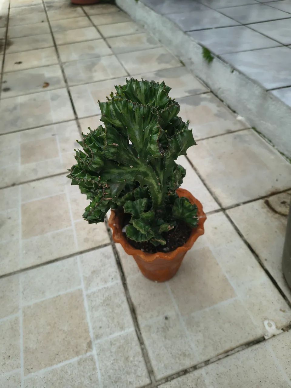 Cacto monstro  - Foto 3