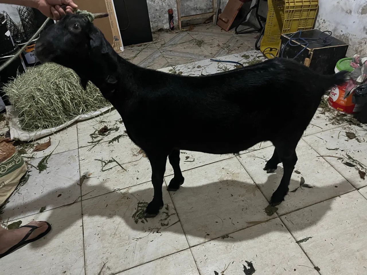 Cabra anglo nubiano amojada  - Foto 6