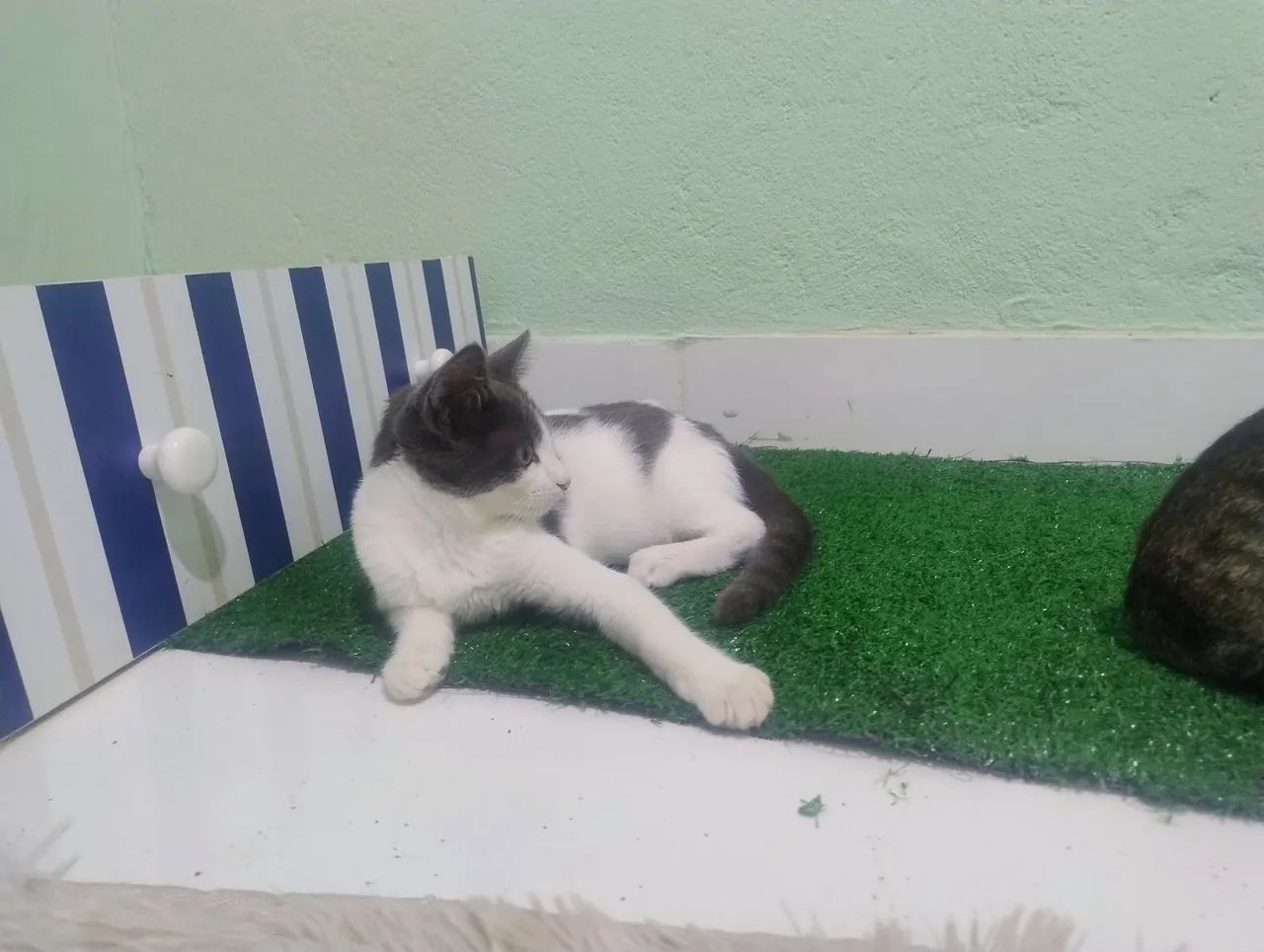 Filhote adoção responsável  - Foto 2