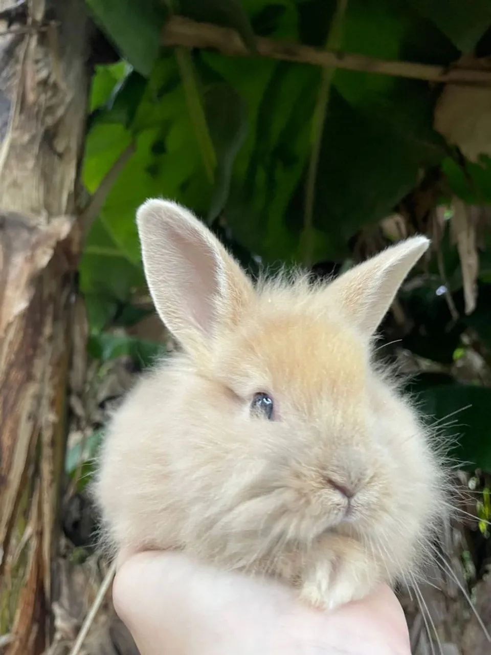 Lindos filhotinhos de mini coelhos  - Foto 6