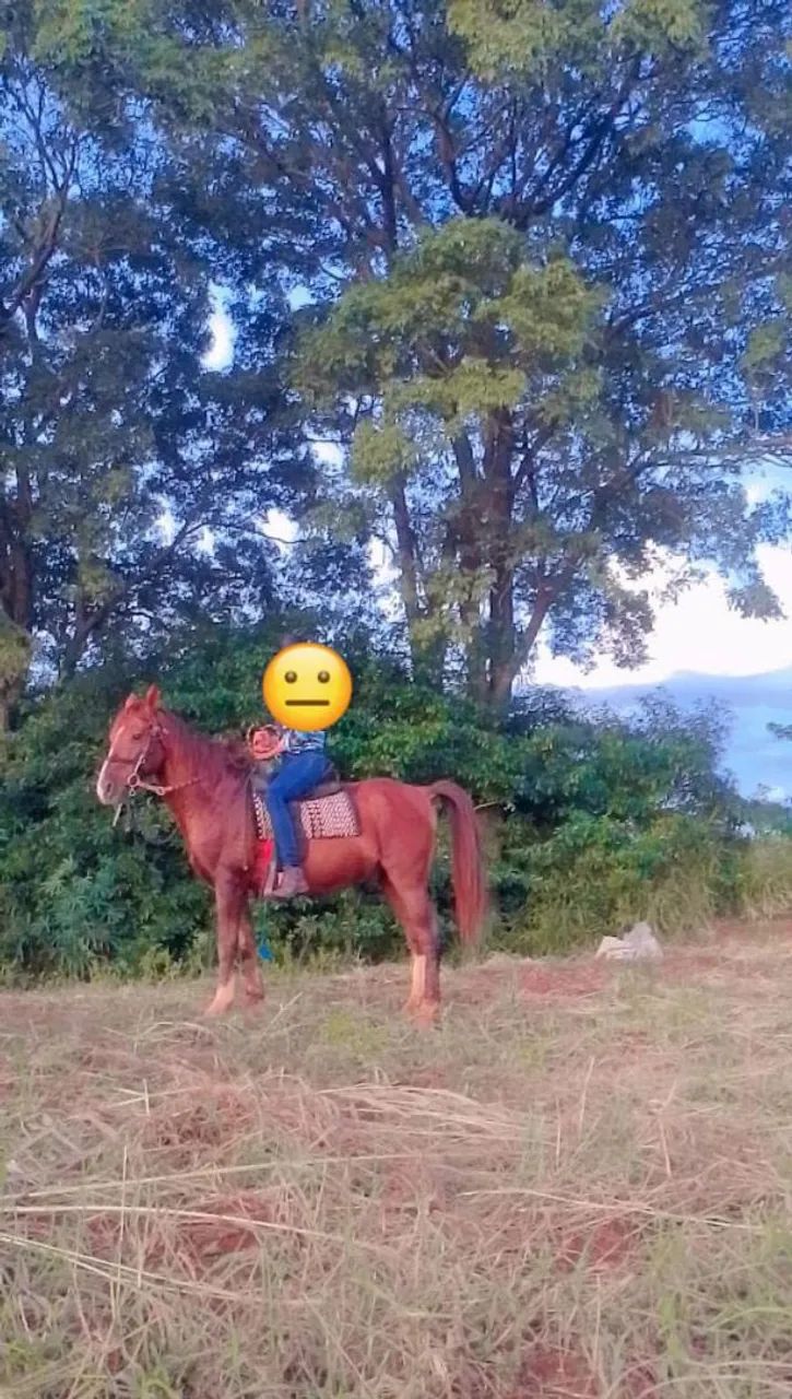 Vendo cavalo  - Foto 2