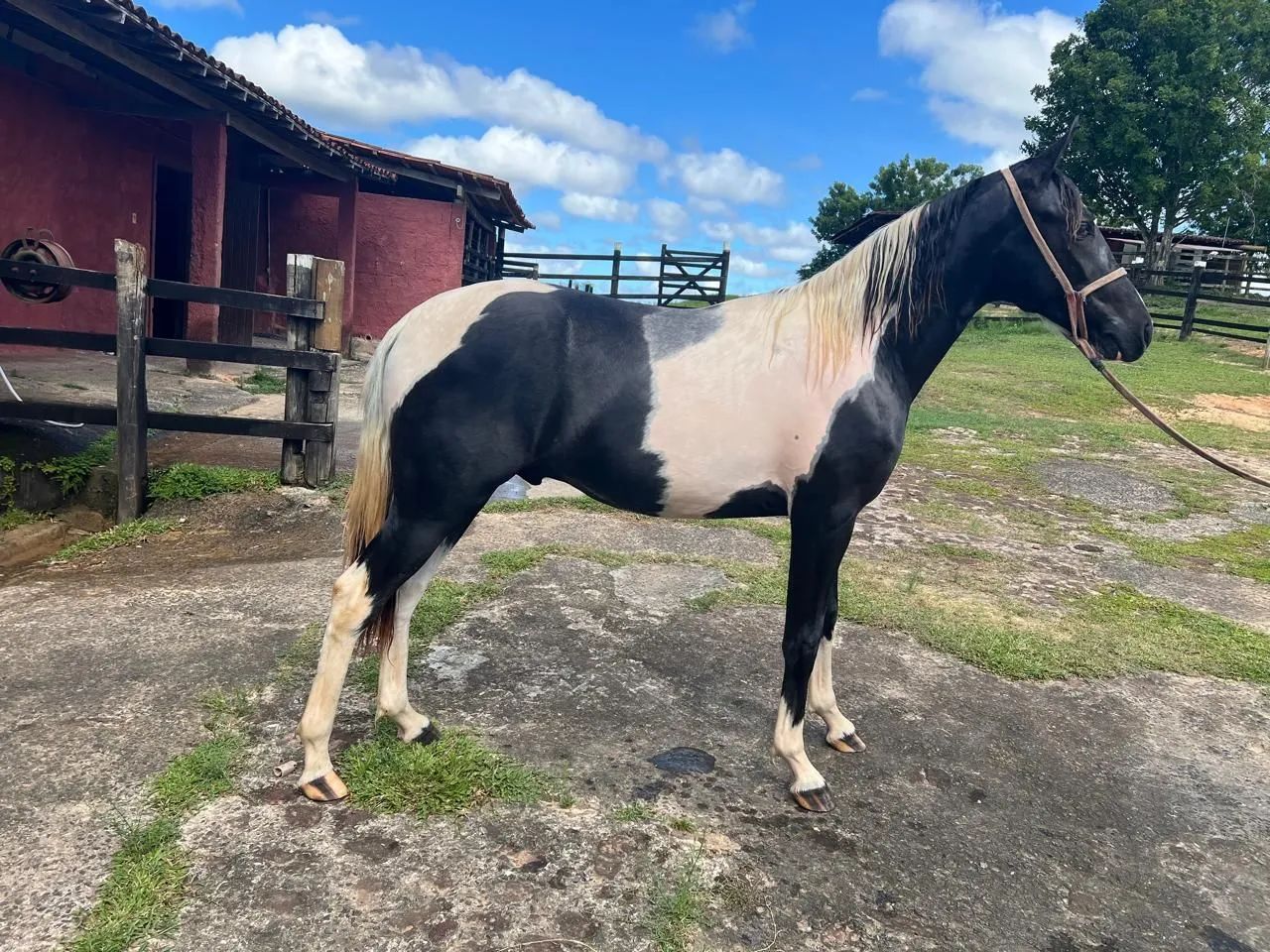 Venda de cavalo Mangalarga e campolina - Foto 2