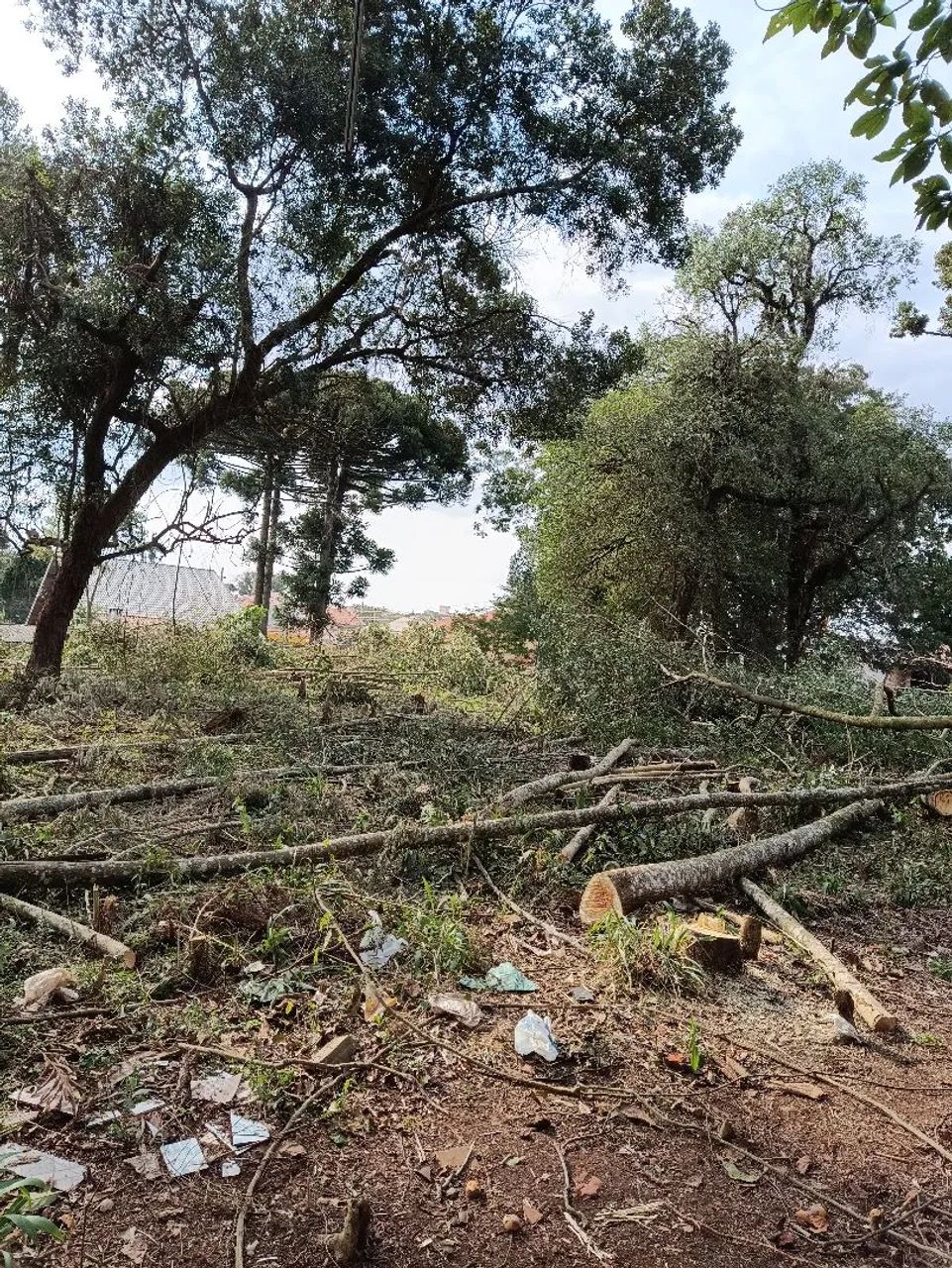 Corte de árvores e outros trabalhos  - Foto 3