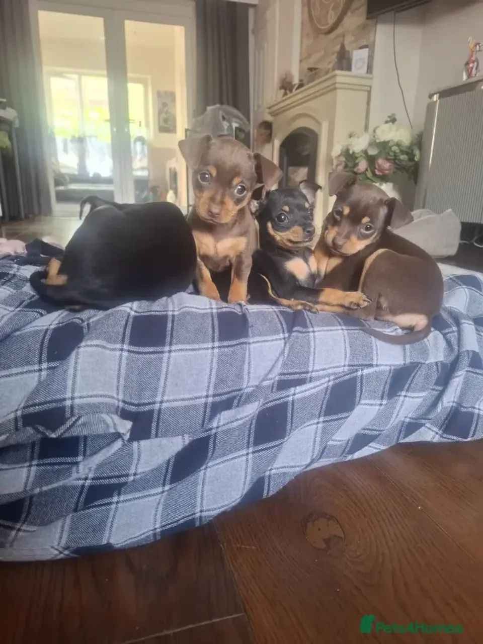 Filhotinhos Pinscher/ Pincher de linhagem selecionada e carinhoso