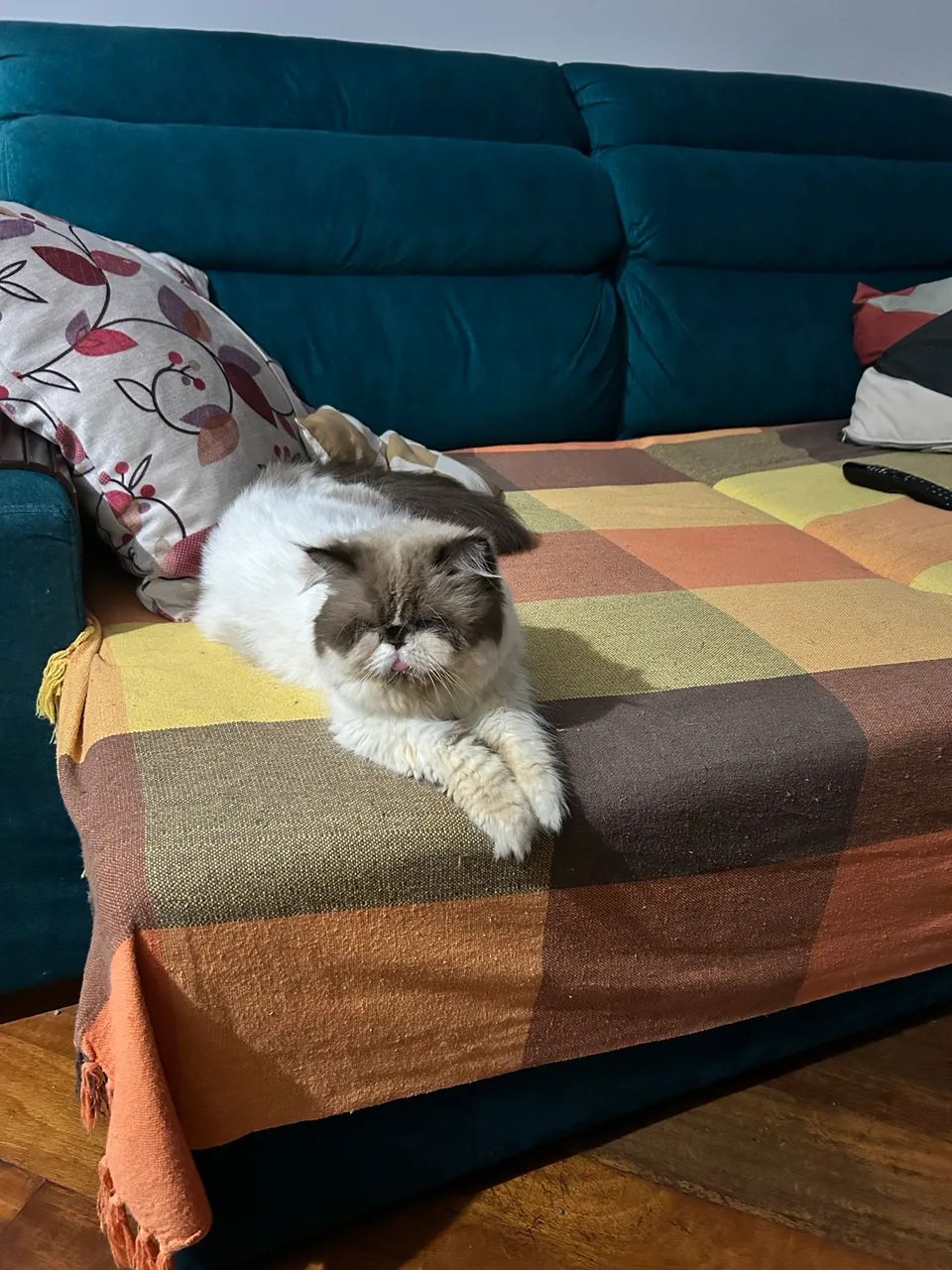 Gatos - Foto 2