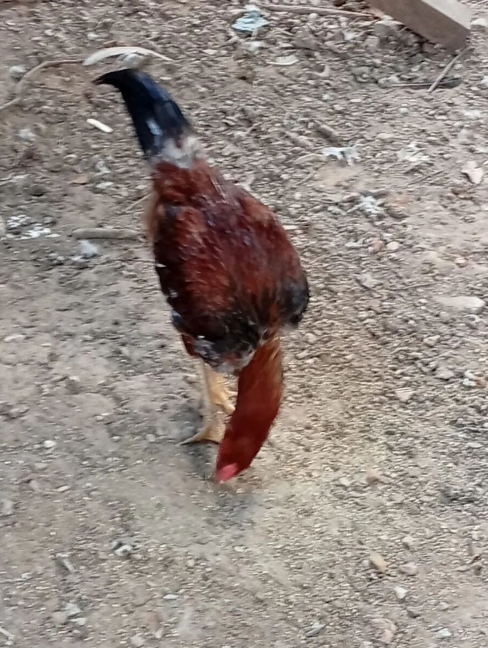 .galos e frango  - Foto 4