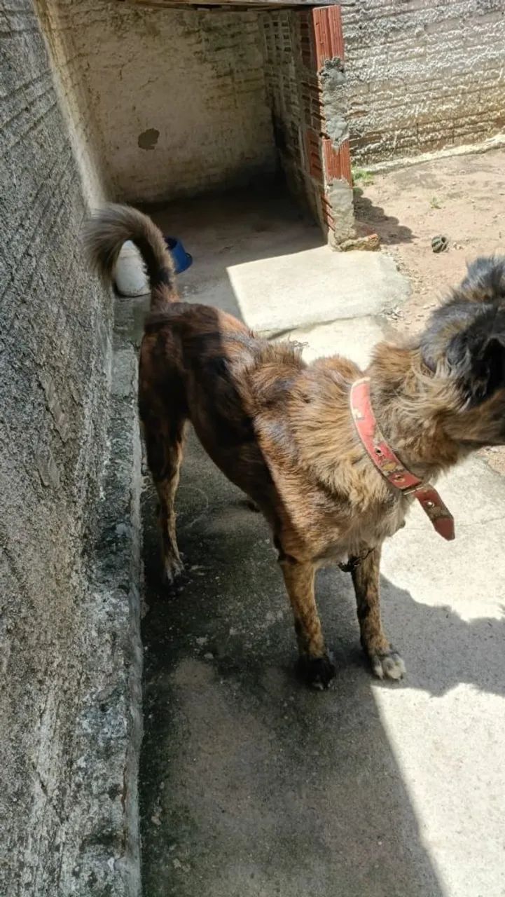 Doação de cachorro  - Foto 3