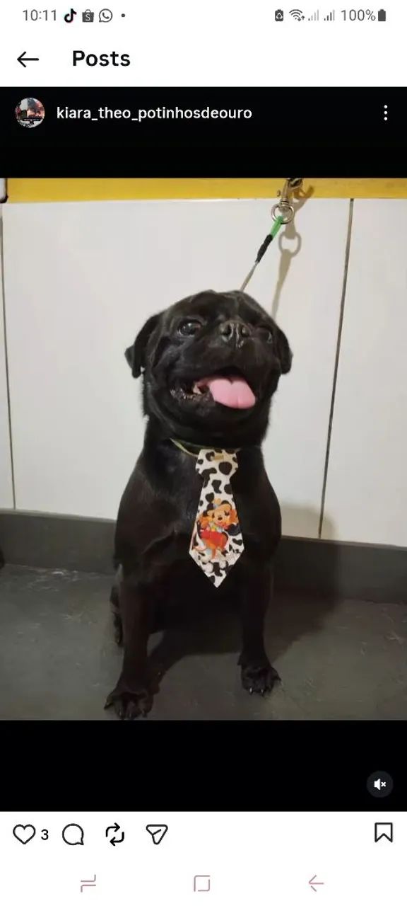 Pug black
