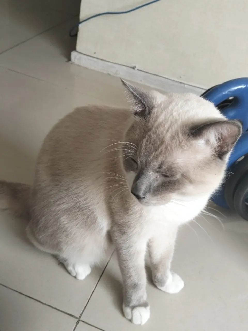 gato macho - Foto 2