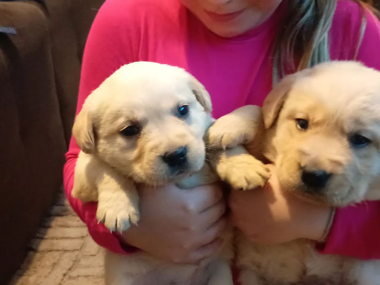 Filhotes de labrador  - Foto 2