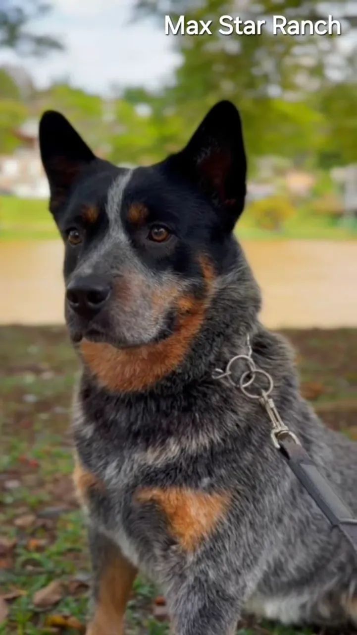 Australian cattle dog  REPRODUTOR