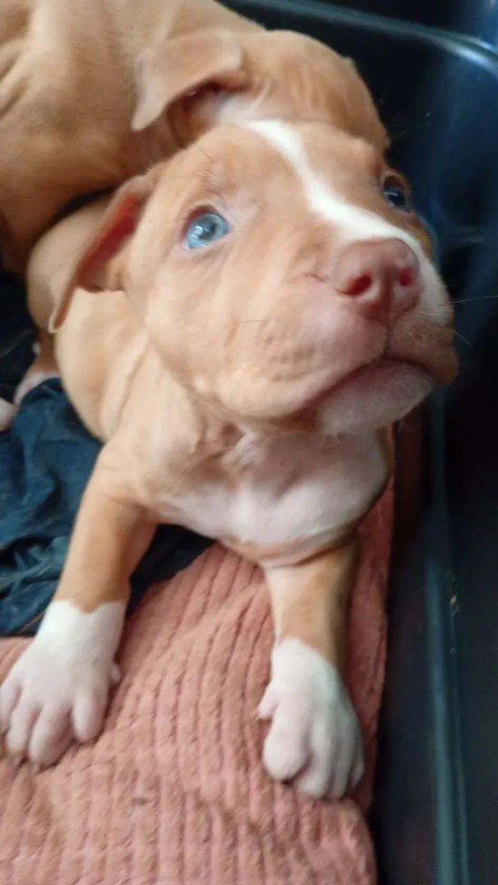 disponíveis filhotes pitibull  - Foto 5