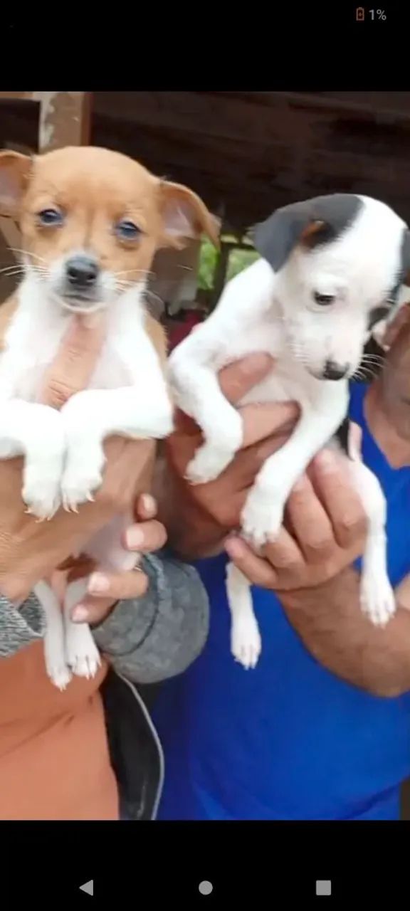 Femia e macho
