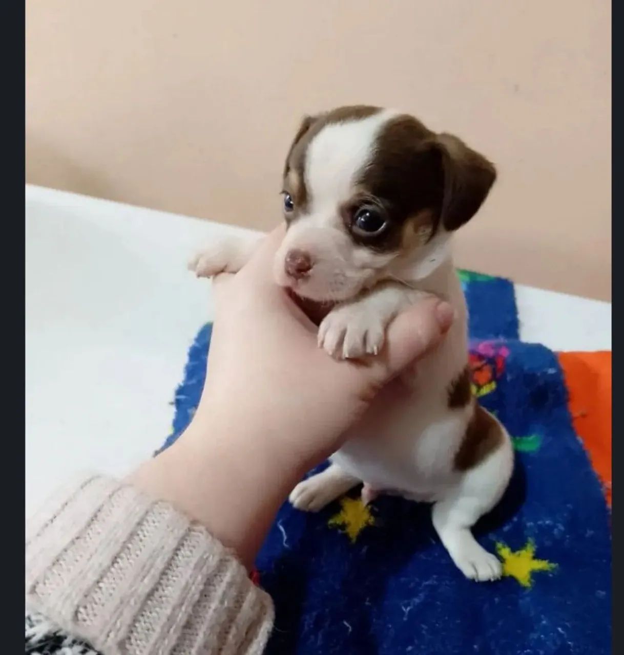Chiuhauha com pinscher macho