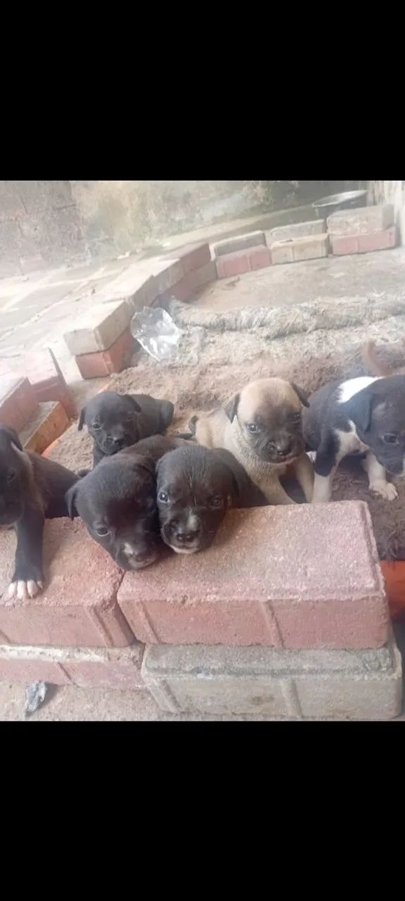 Pitbull  - Foto 3
