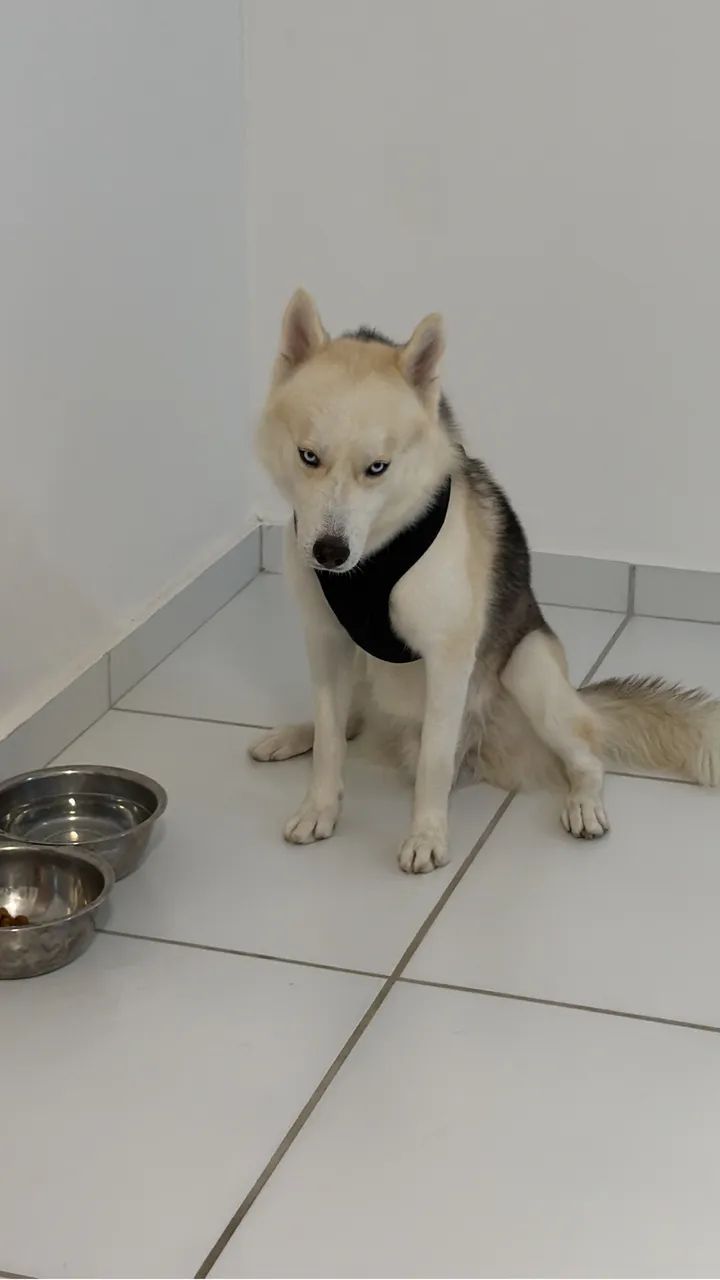 Husky p/ cruzar - Foto 4
