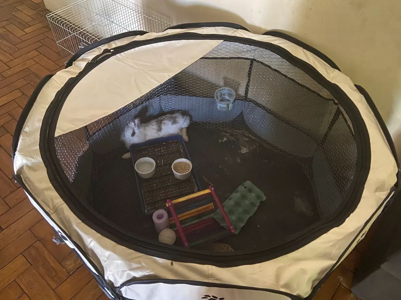 Coelho de estimação com todas as coisas necessárias junto  - Foto 3