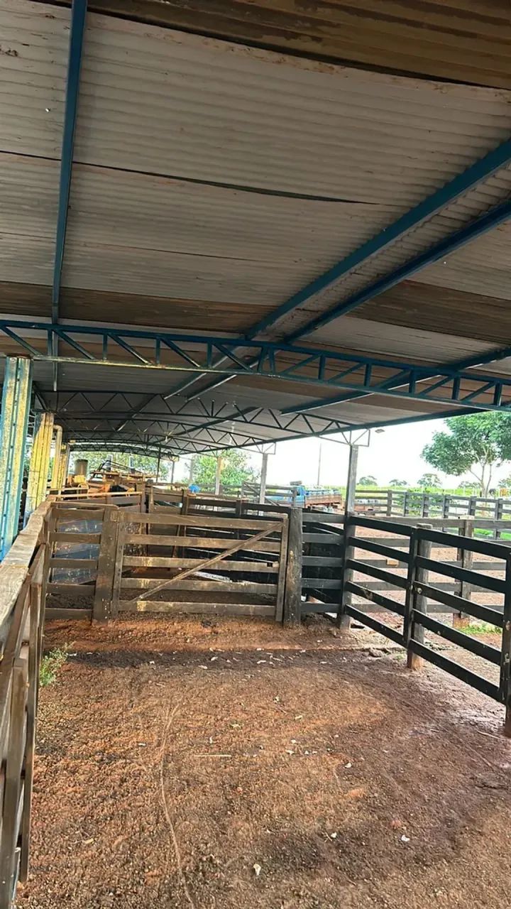 FAZENDA À VENDA  PARANAÍBA/MS     FAZENDA À VENDA  PARANAÍBA/MS - Foto 2
