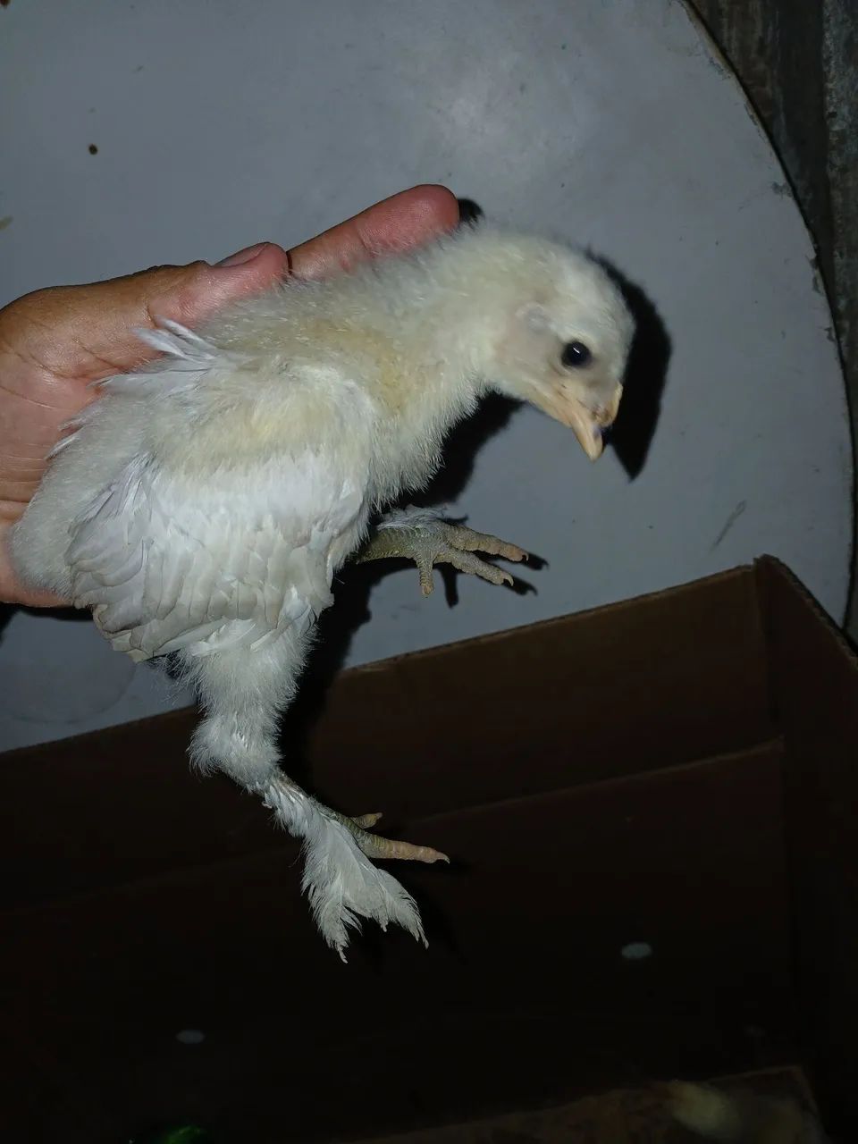 Pintinhos Brahma - Foto 4