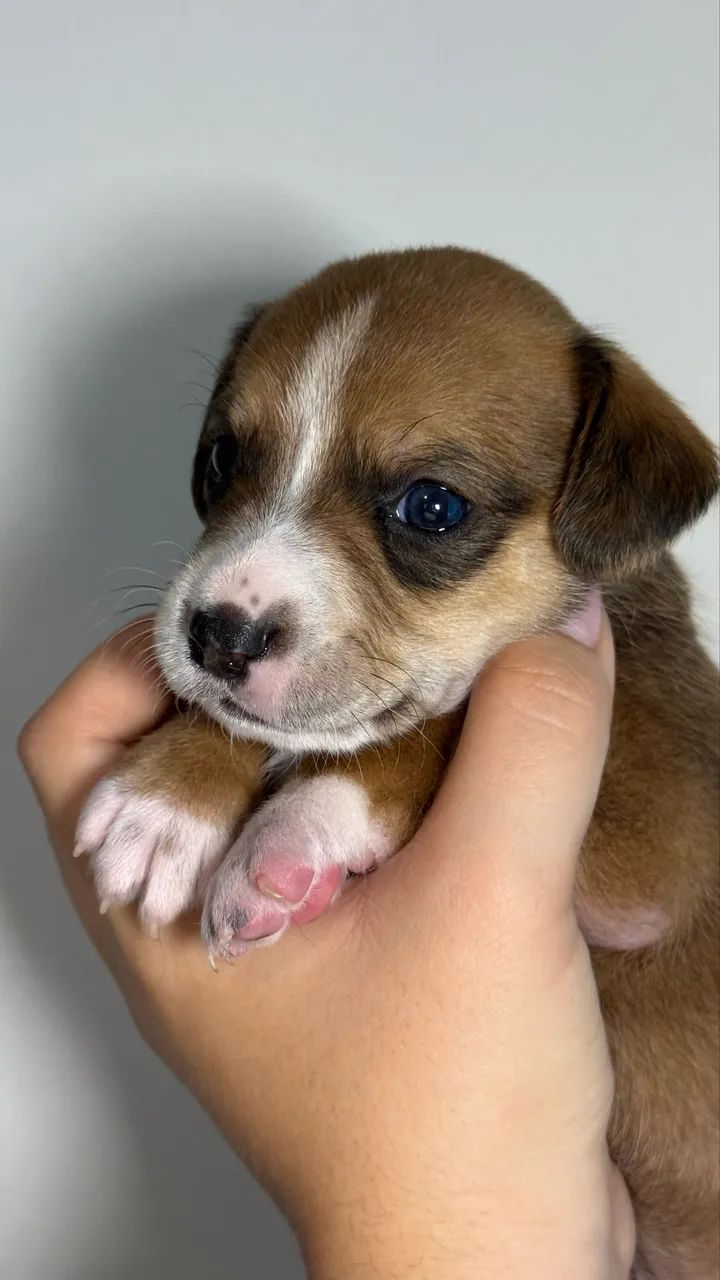 Cachorro para adoção 