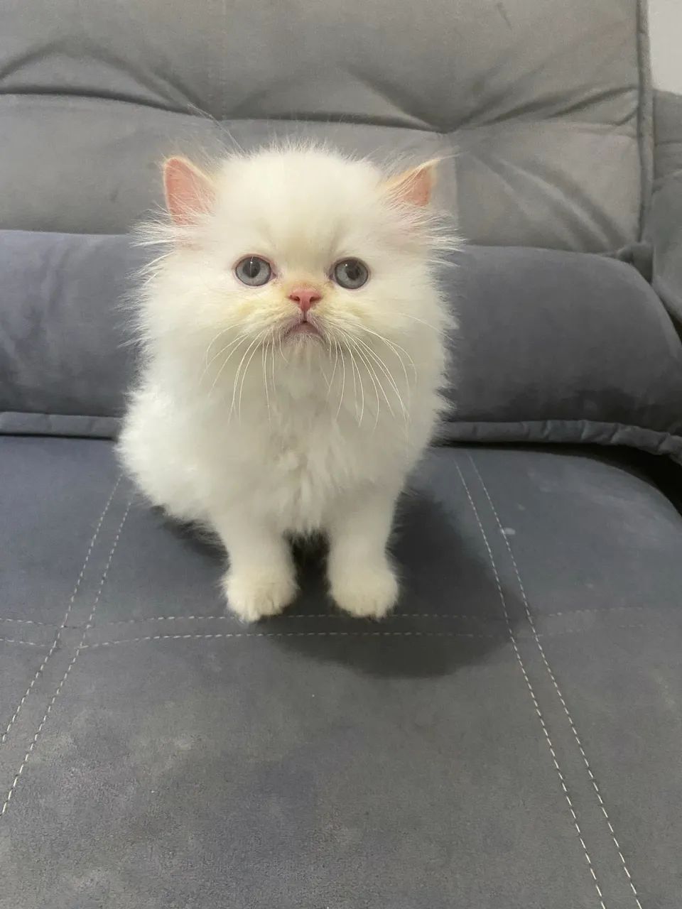 Gatos persas machos  - Foto 4