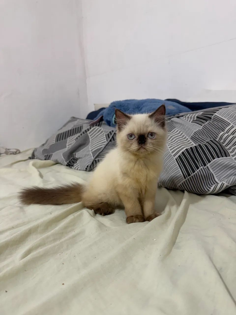 Persa himalaio - Foto 2
