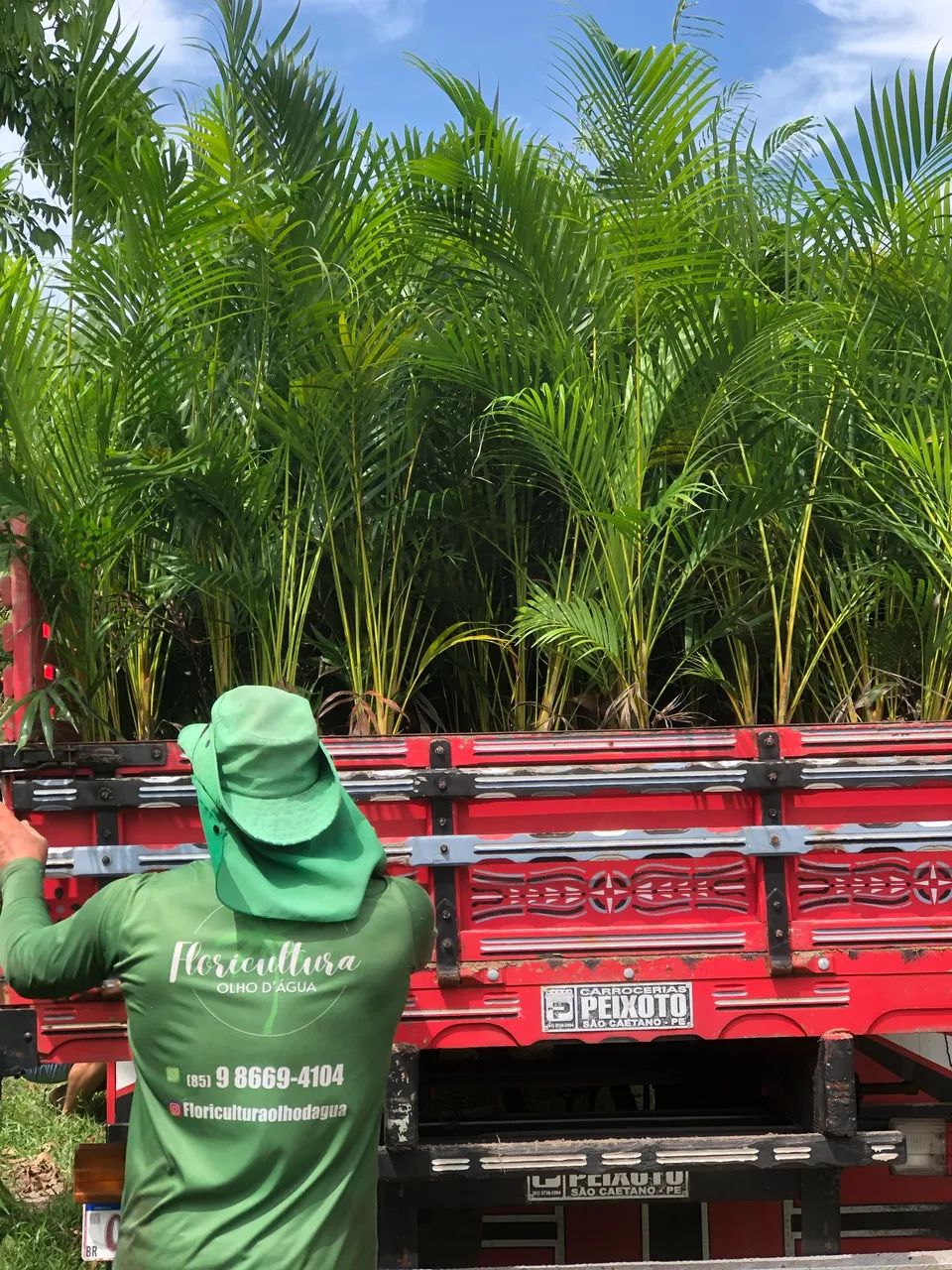 Palmeira areca bambu - Foto 4